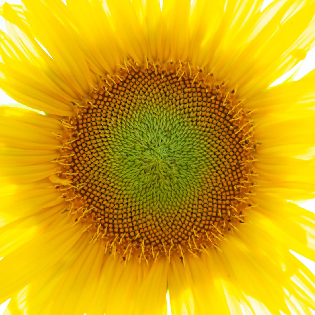 Huile de tournesol